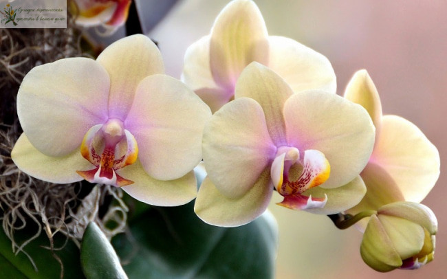 Удобрение для орхидей. Нежные лепестки орхидеи