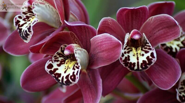Удобрение для орхидей. Бордовая орхидея.