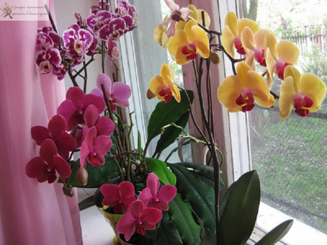 Удобрение для орхидей. Здоровые орхидеи