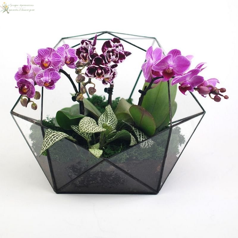 Как ухаживать за домашней орхидеей в горшке из стекла