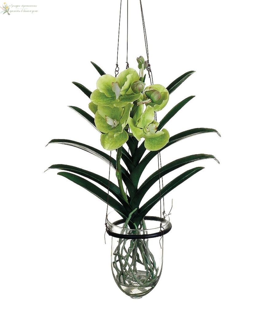 Содержание орхидей в стеклянной вазе