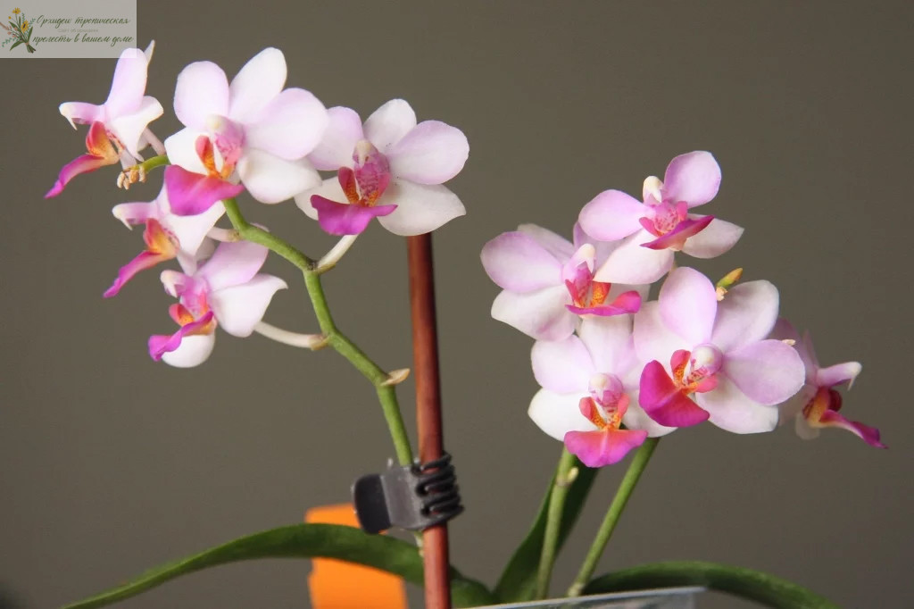 Орхидея фаленопсис розовый. •	Фаленопсис Доритенопсис Сиринга (Phalaenopsis Doritaenopsis Siringa) 