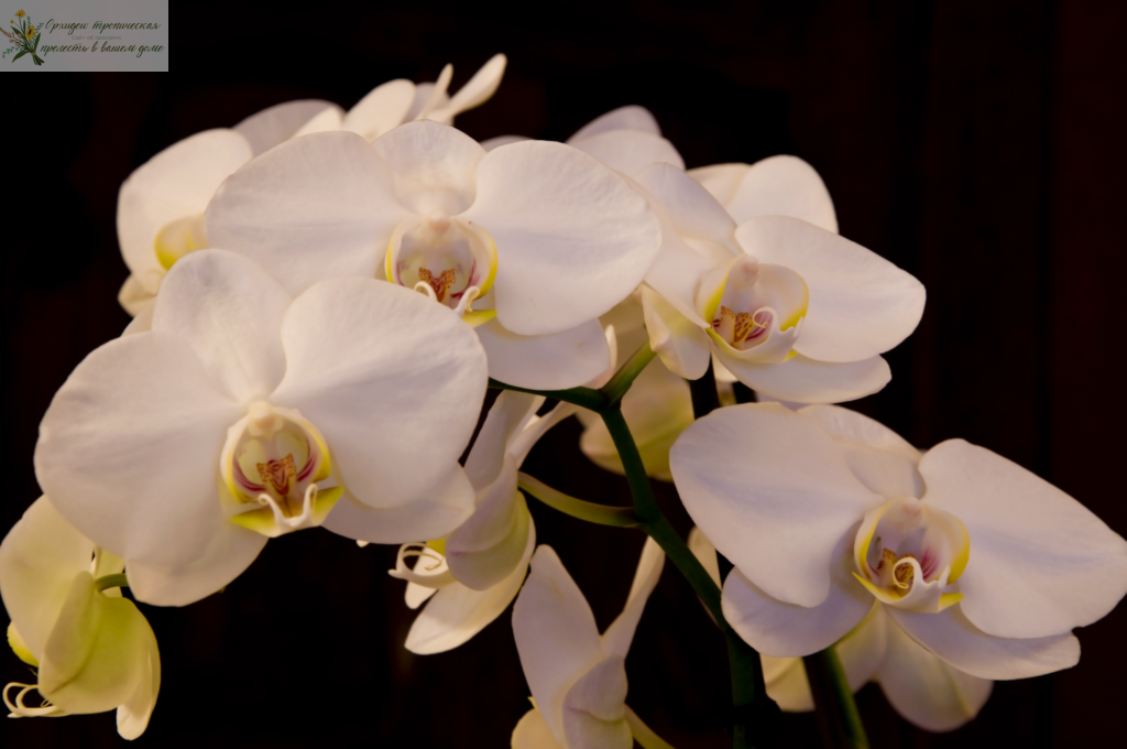 Обзор цветов орхидея фаленопсис