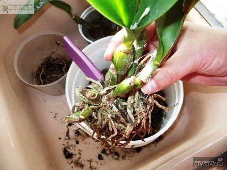 размножение орхидей в домашних условиях - разделение куста