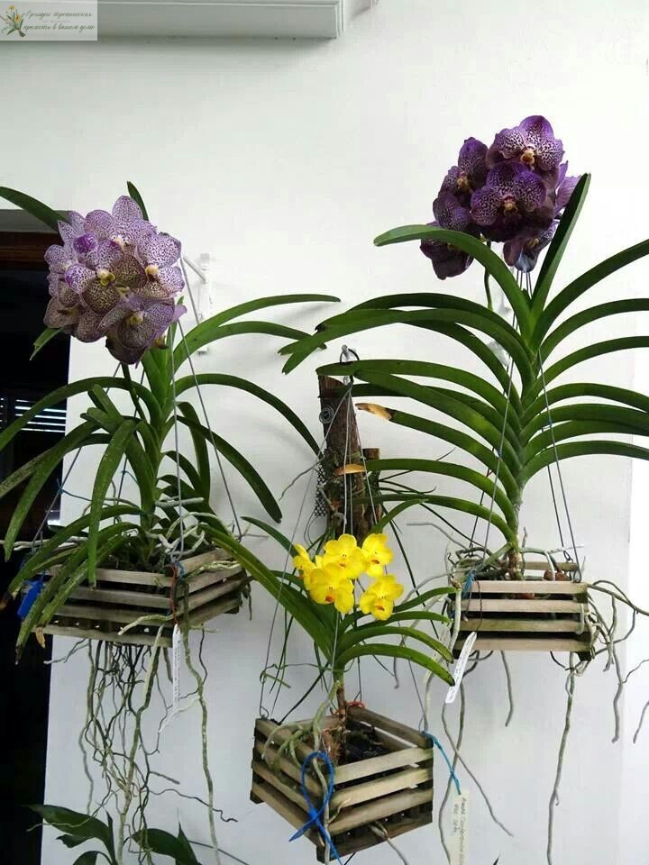 Содержание орхидей в кашпо без грунта
