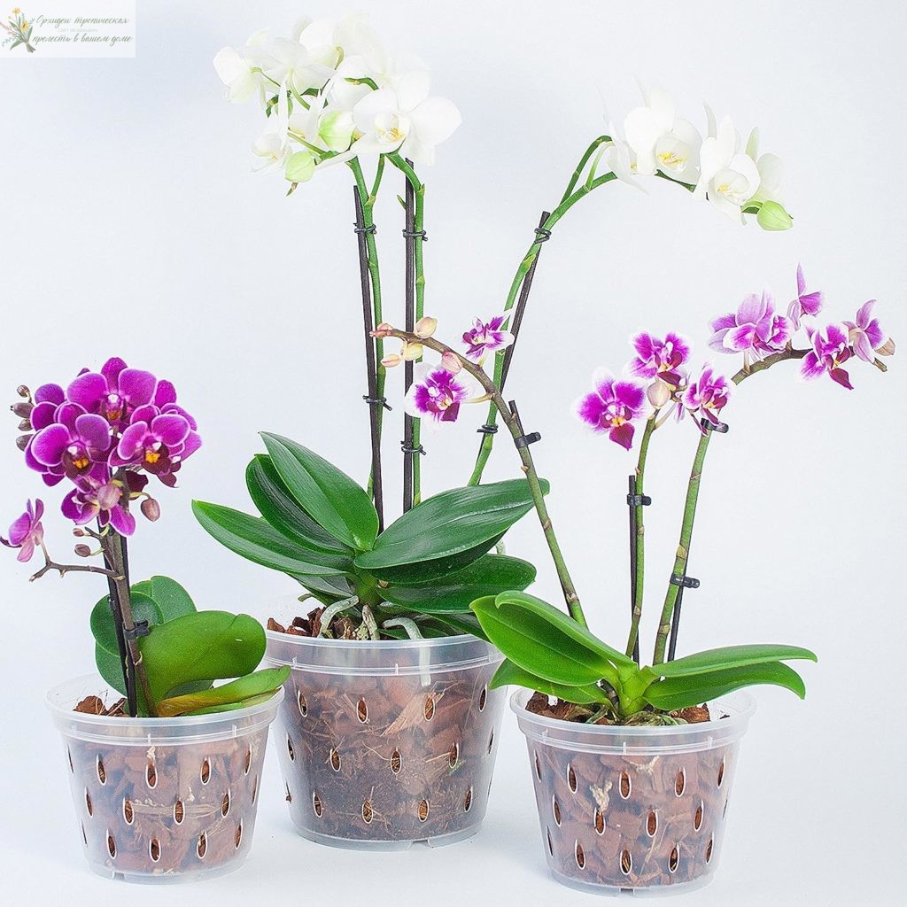 Содержание орхидей  в субстрате