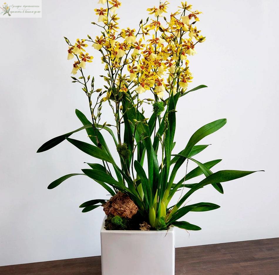 можно ли вырастить орхидею из корня анцидиум