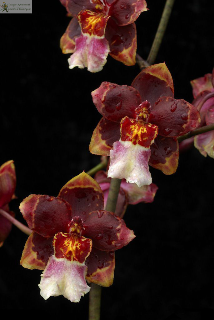 Орхидея уход и размножение. Анцидиум