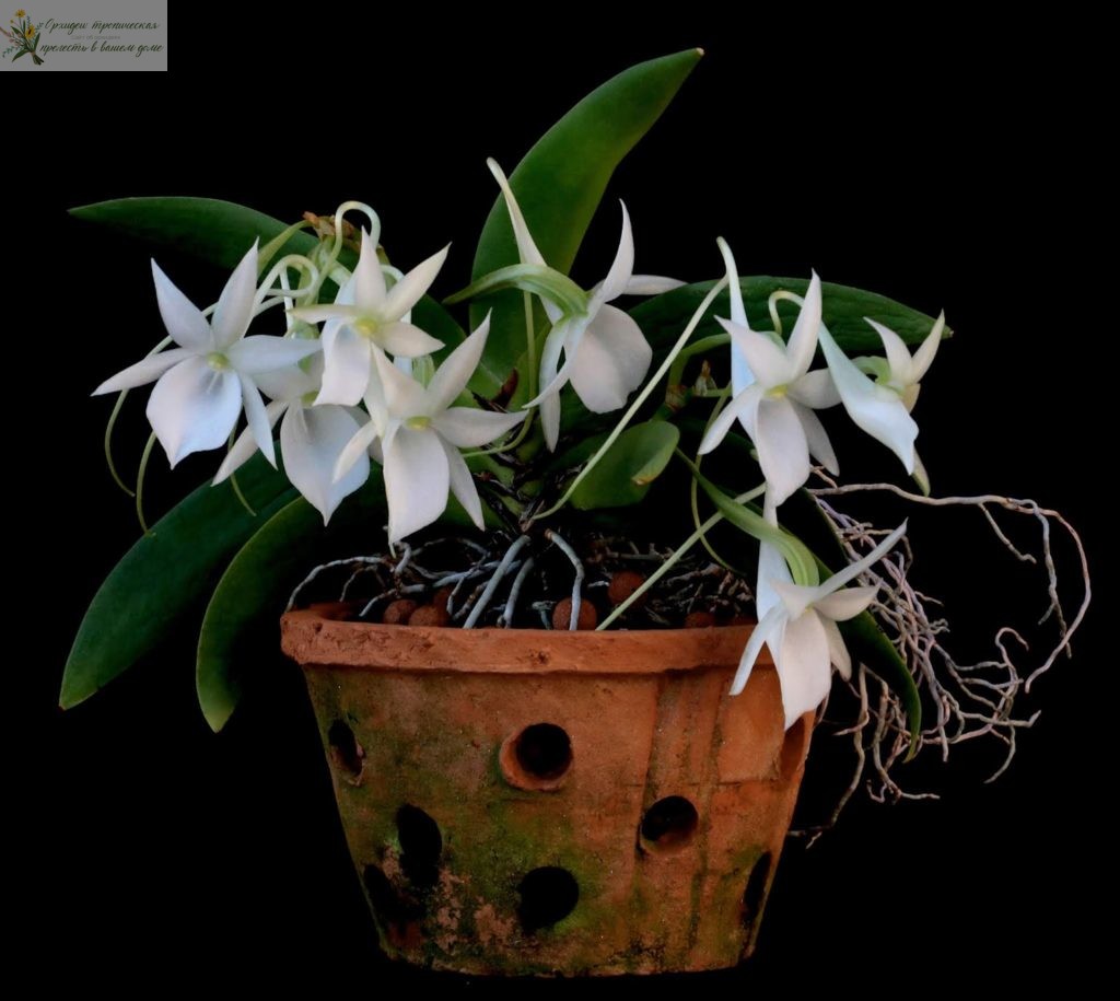 можно ли вырастить орхидею из корня Ангрекум