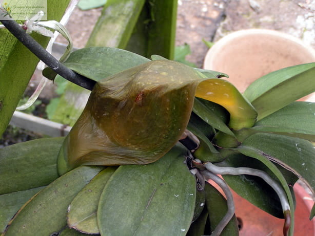 Болезни орхидей фаленопсис. Бактериальная гниль