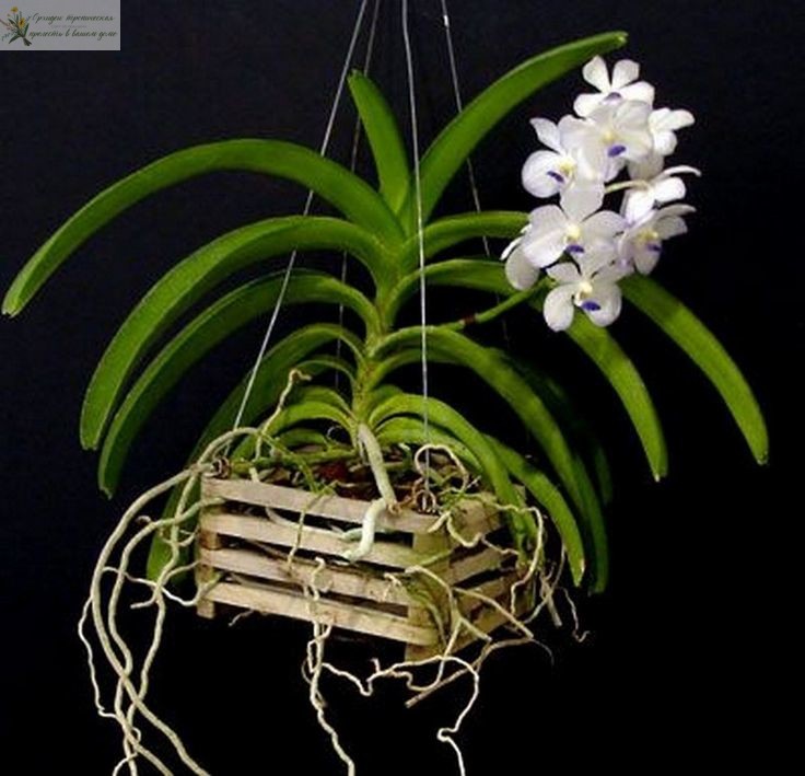 Содержание орхидей в корзине