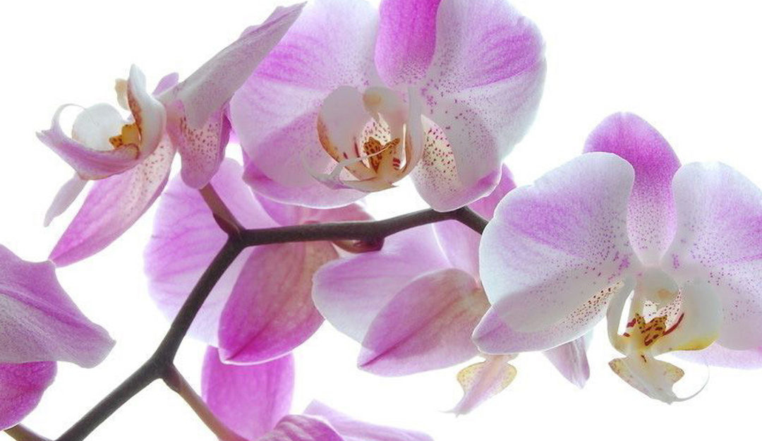 Болезни орхидей фаленопсис: причины, симптомы и методы лечения.