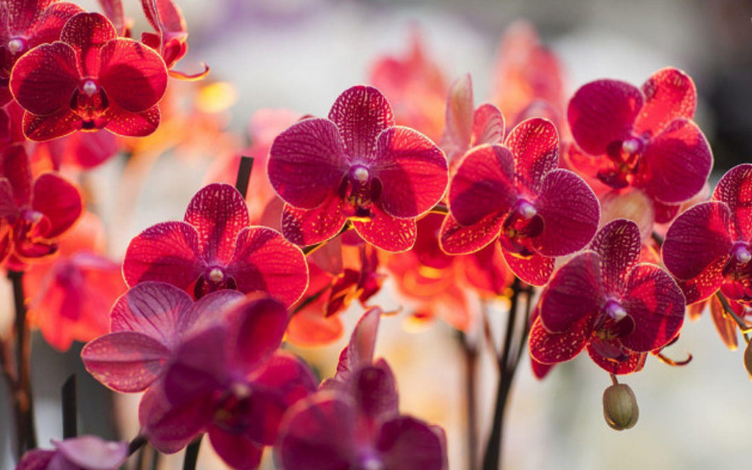 Народные средства для удобрения орхидей: 15 рецептов