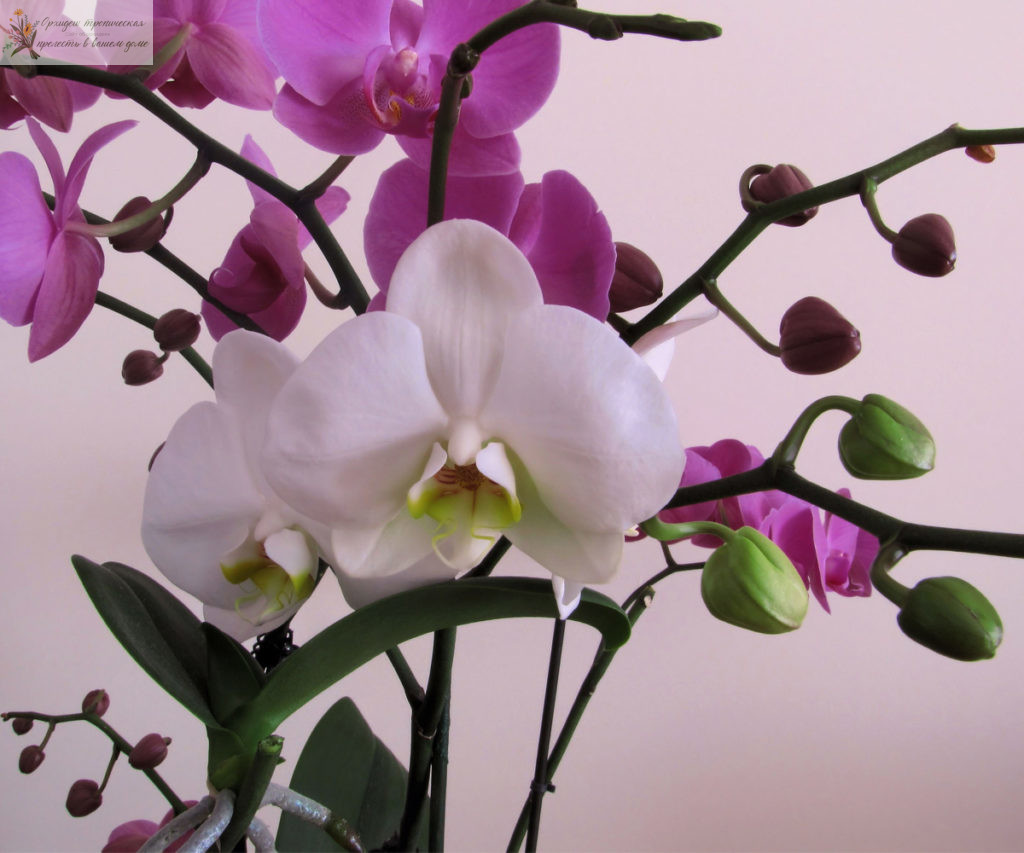 Народные средства для удобрения орхидей. Здоровая орхидея.