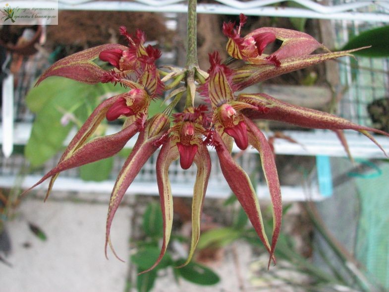 Орхидея уход и размножение. Булбофиллум влагалищный/Бульбофиллум пурпурный
