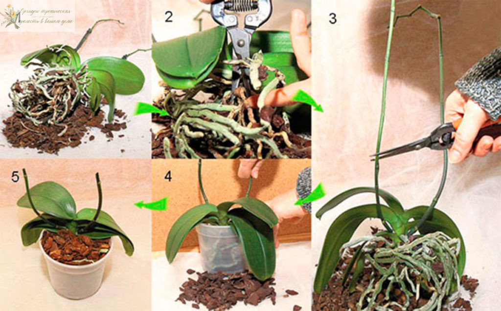 Как ухаживать за домашней орхидеей в горшке пересадка и обрезка