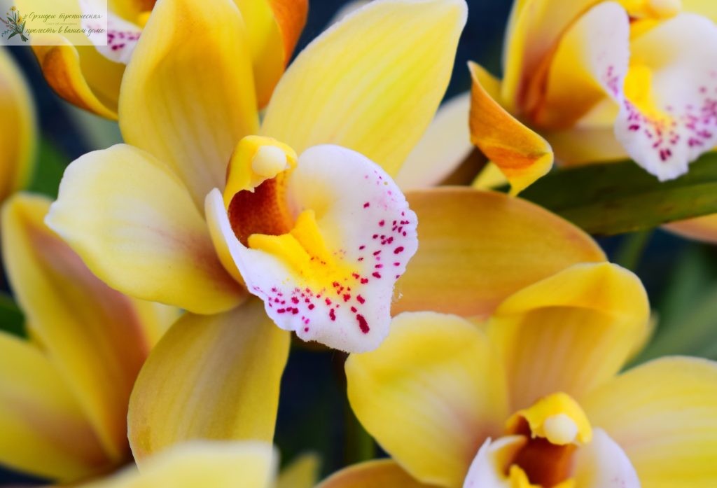 орхидея фаленопсис цветение. Желтая