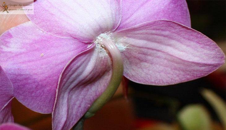 Болезни орхидей фаленопсис. Цветоеды