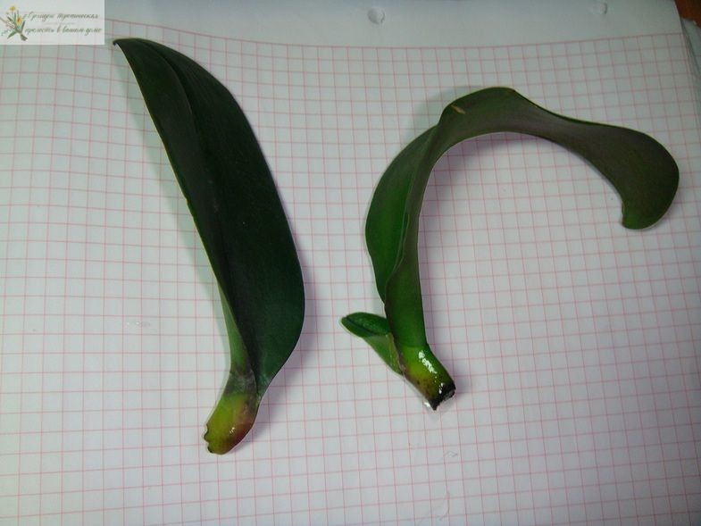 Как вырастить орхидею из листа в домашних условиях: лист со стволом