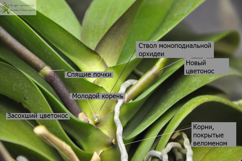 Как вырастить орхидею из листа в домашних условиях: моноподиальное строение
