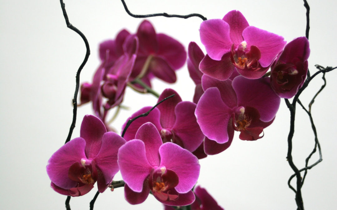 Болезни орхидей фаленопсис и их лечение: полезные советы.