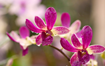 Орхидея уход и размножение: секреты красоты и здоровья