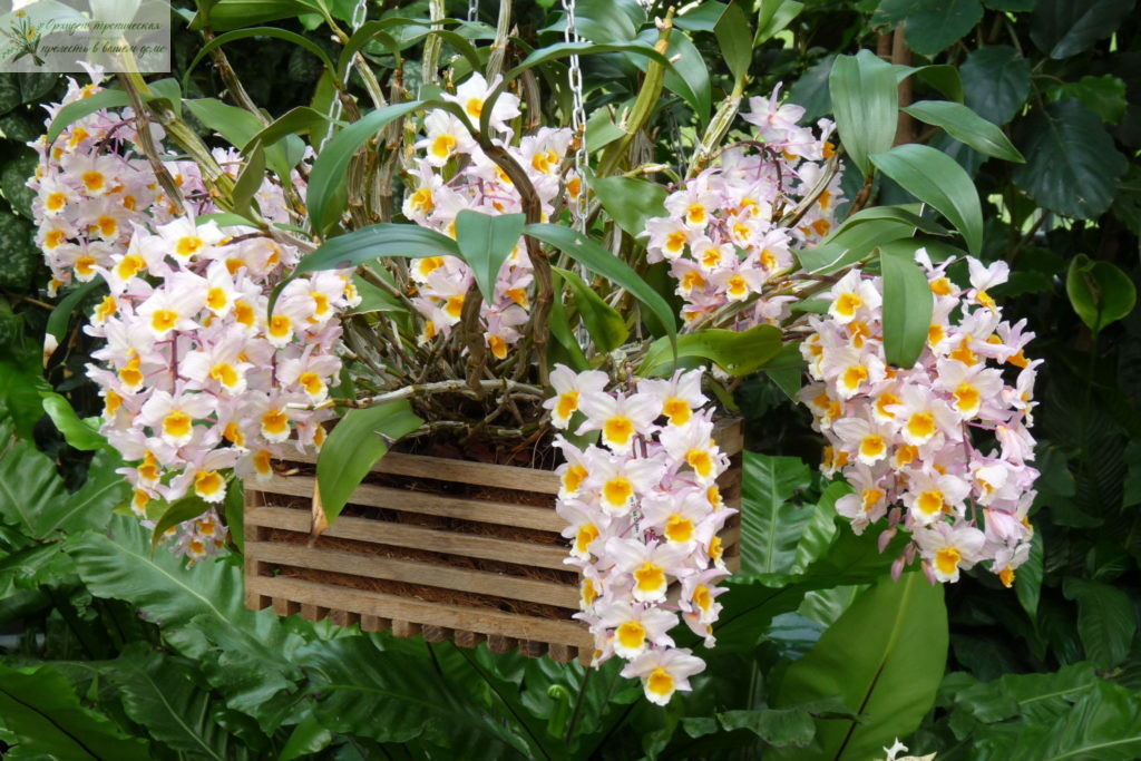 можно ли вырастить орхидею из корня дендробиум
