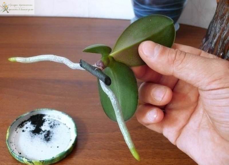 Как вырастить орхидею из детки. Детка