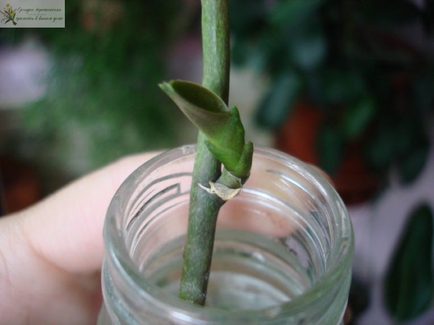 Как вырастить орхидею из детки. Цветонос с деткой