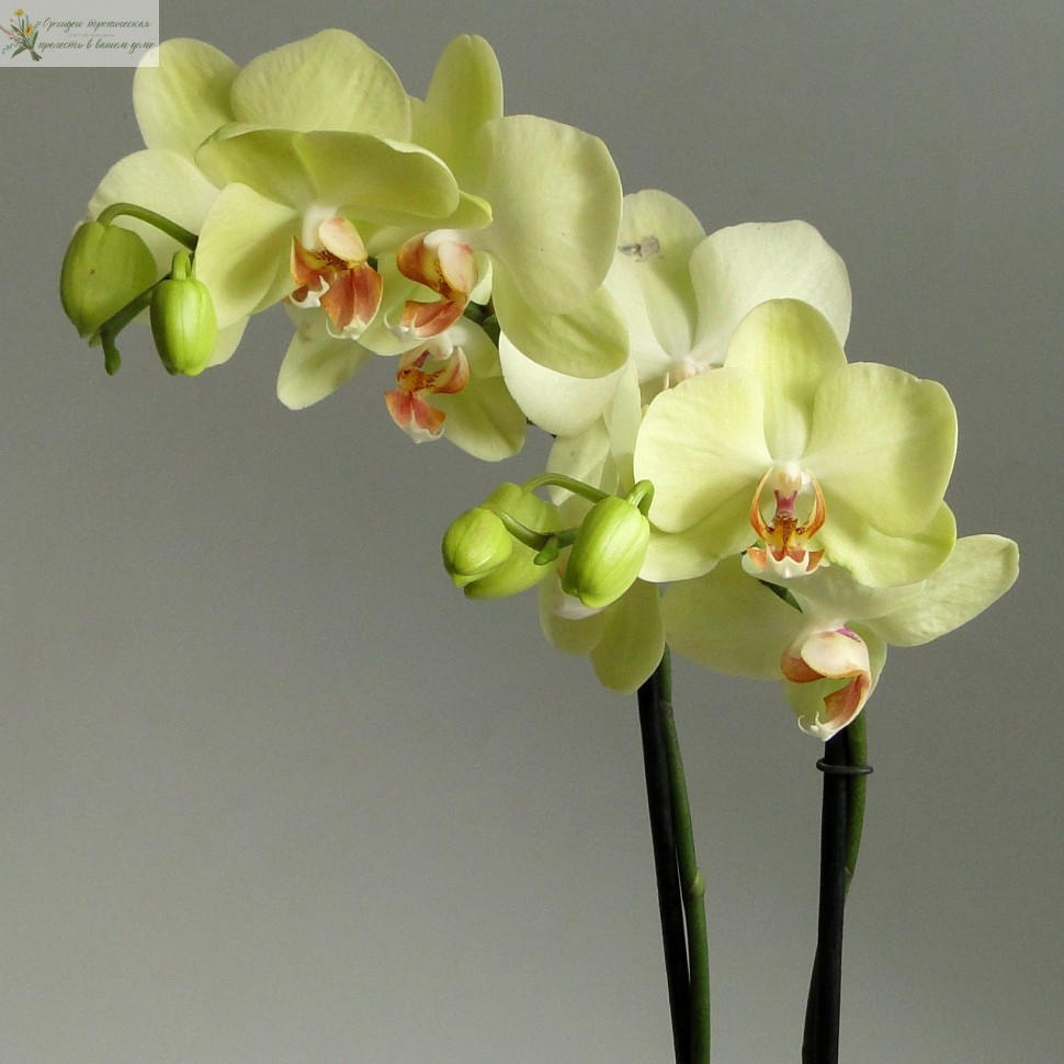 можно ли вырастить орхидею из корня фаленопсис