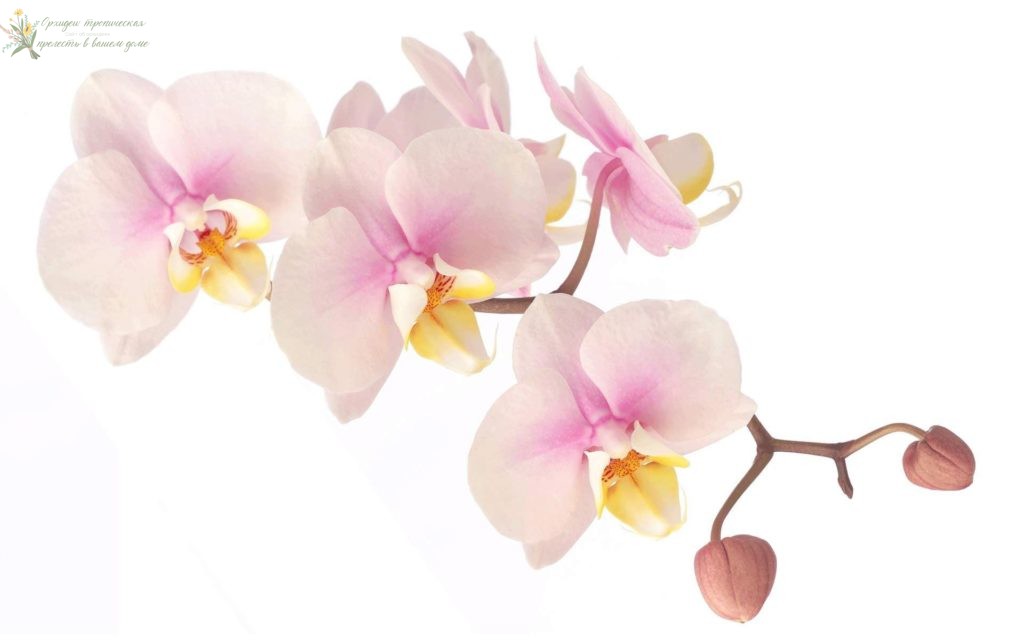 Орхидея уход и размножение. Розовый фолкнопсис