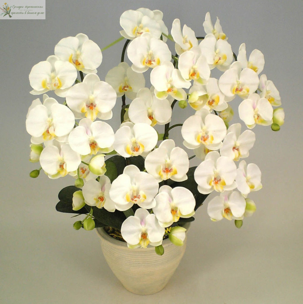 Орхидея уход и размножение. Фаленопсис - цветок самурая