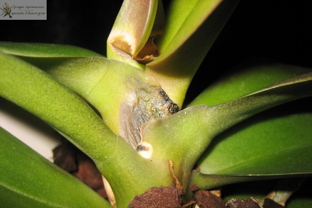 Болезни орхидей фаленопсис. Фузариоз.