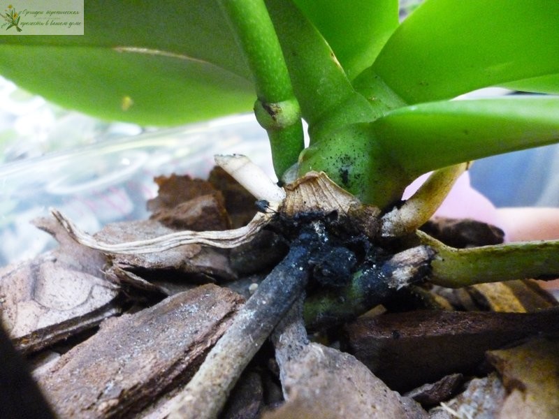 Болезни орхидей фаленопсис. Гниль корней
