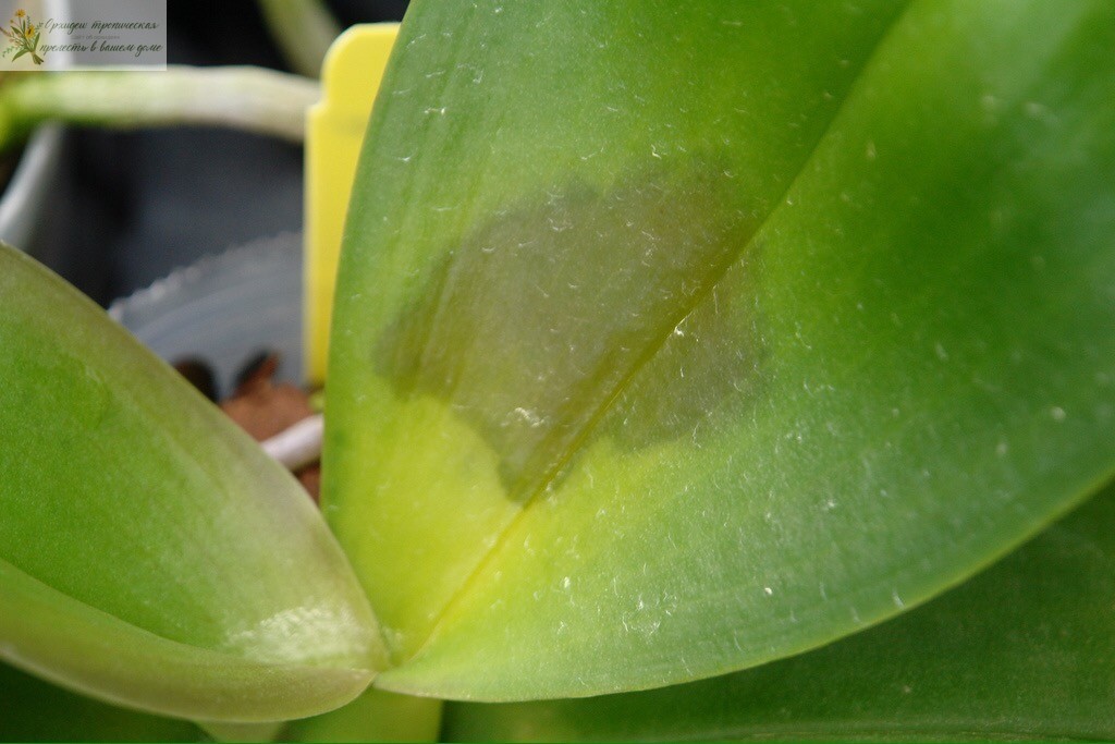 пятна на листьях орхидеи фаленопсис. Гниль.
