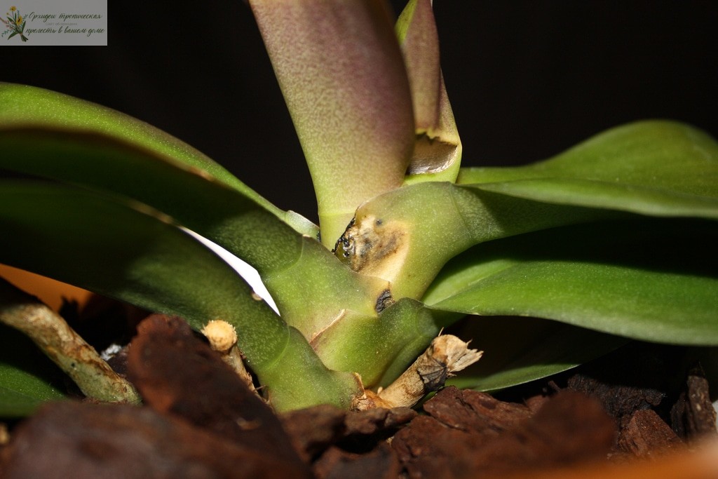 Болезни орхидей фаленопсис и их лечение грибок