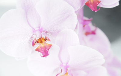 Как вырастить орхидею из семян в домашних условиях.