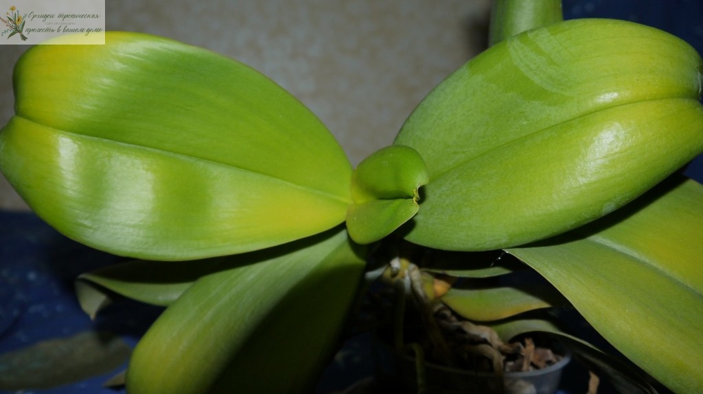 Болезни орхидей фаленопсис. Хлороз