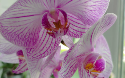 Можно ли вырастить орхидею из корня: секреты и советы