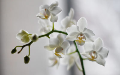 Размножение орхидей в домашних условиях: как получить новые растения из любимых цветов.