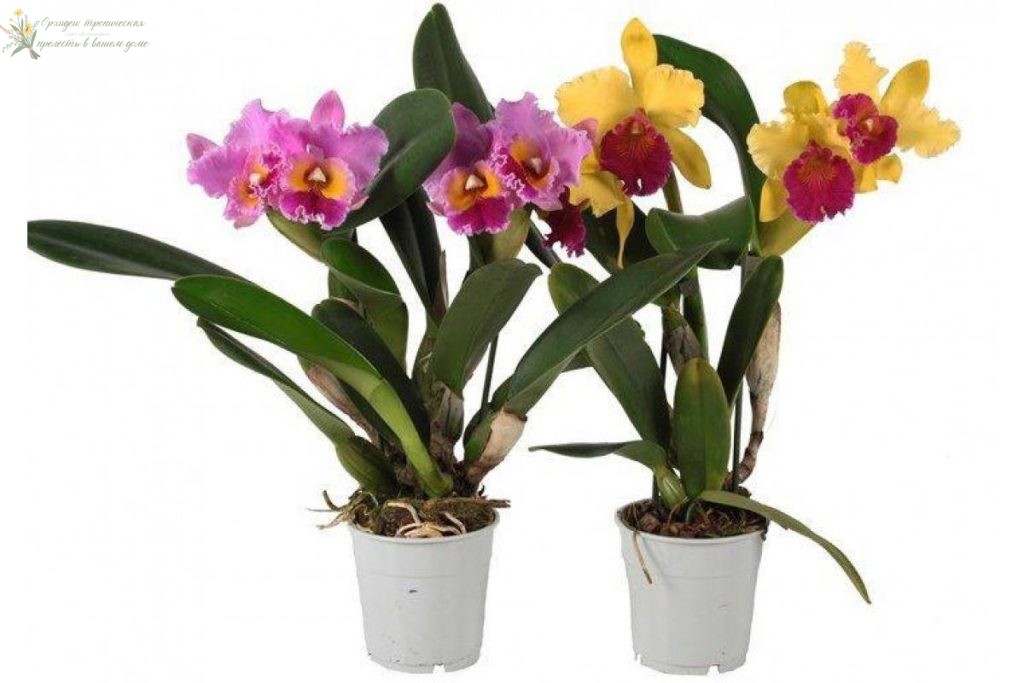 можно ли вырастить орхидею из корня Катлея