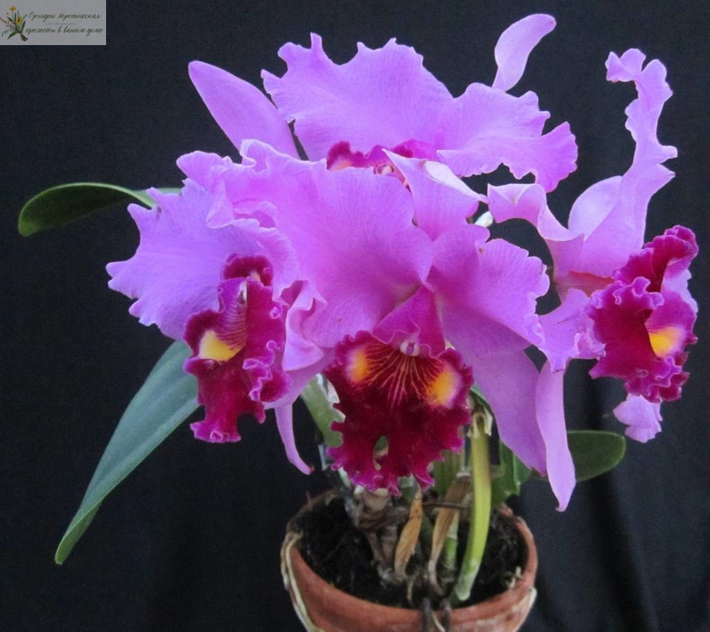 Орхидея уход и размножение. Катлея
