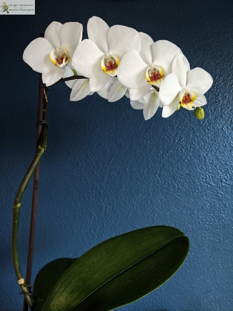 Как ухаживать за орхидеей после покупки. Белая орхидея