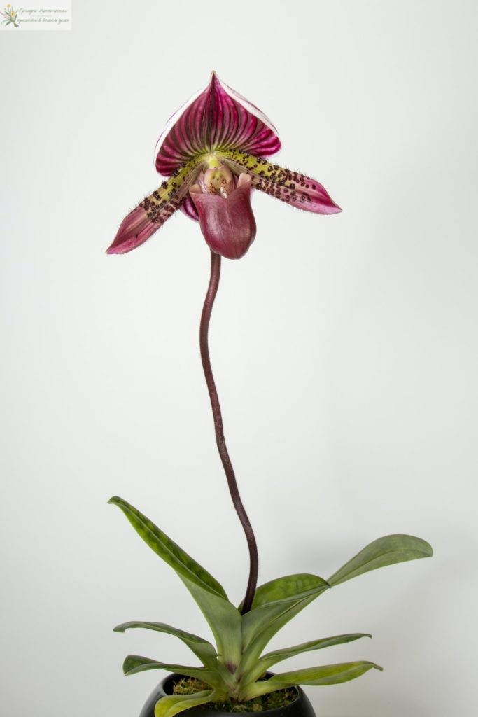вредители орхидей фаленопсис. Как выглядит здоровая орхидея