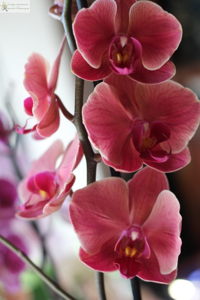 Народные средства для борьбы с вредителями орхидей фаленопсис:  орхидея