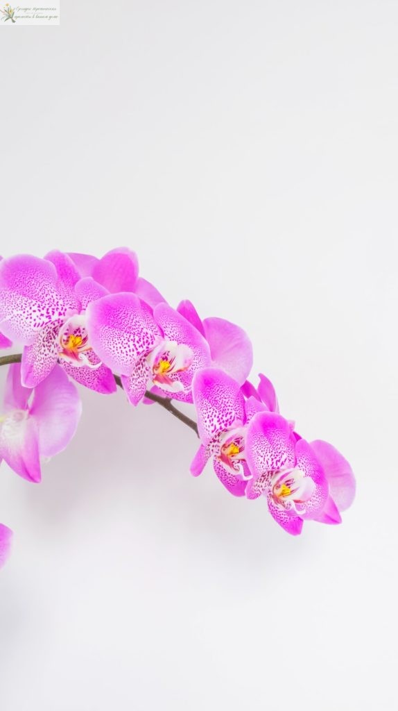 Орхидея фаленопсис уход. Красивая орхидея