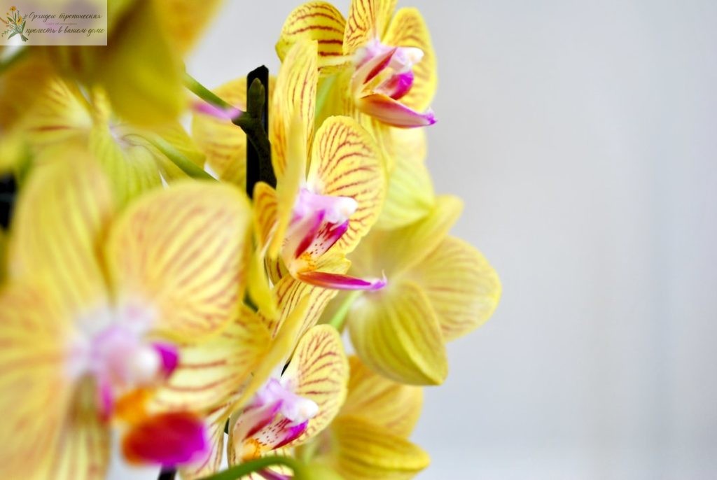 Пузыри на листьях орхидеи. Желтая орхидея.