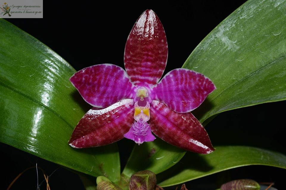 Орхидея фаленопсис розовый. •	Фаленопсис Людеманна (Phalaenopsis lueddemanniana) 