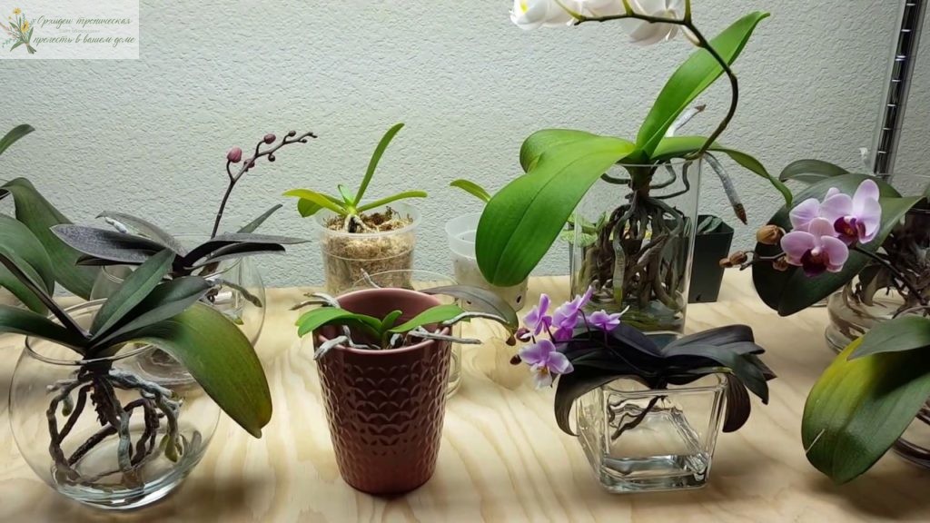 Содержание орхидей - различные способы