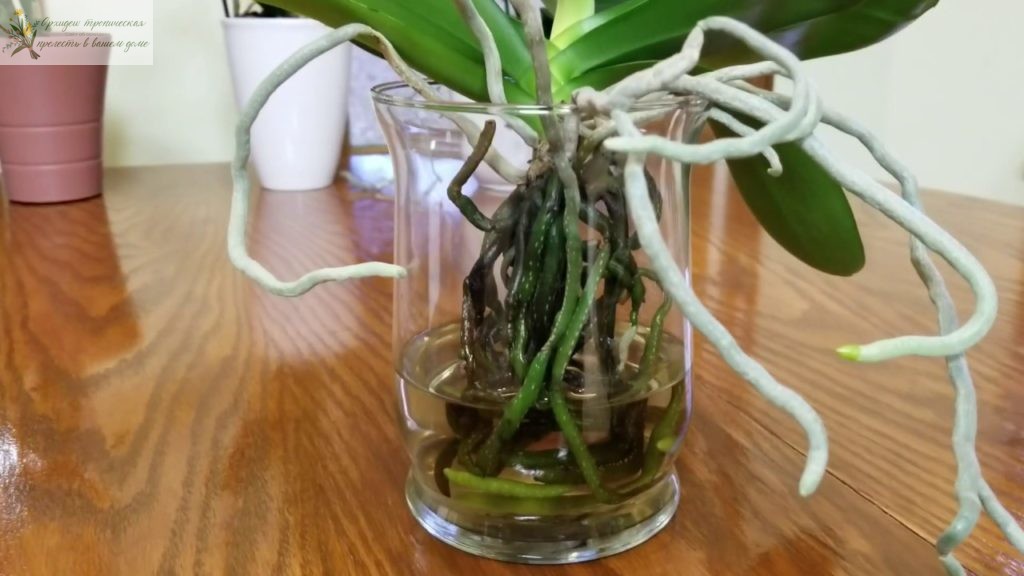 Содержание орхидей в стакане